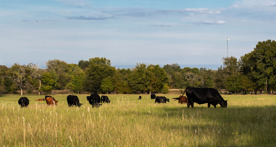 Cooke County